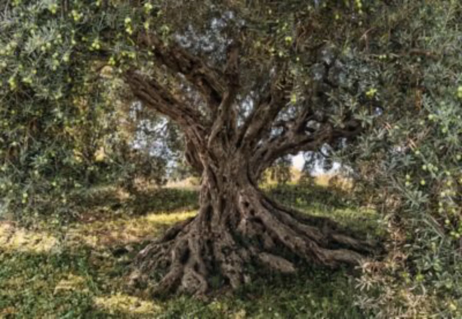 KOMAR Papier Fototapete - Olive Tree - Größe 368 x 254 cm mehrfarbig günstig online kaufen