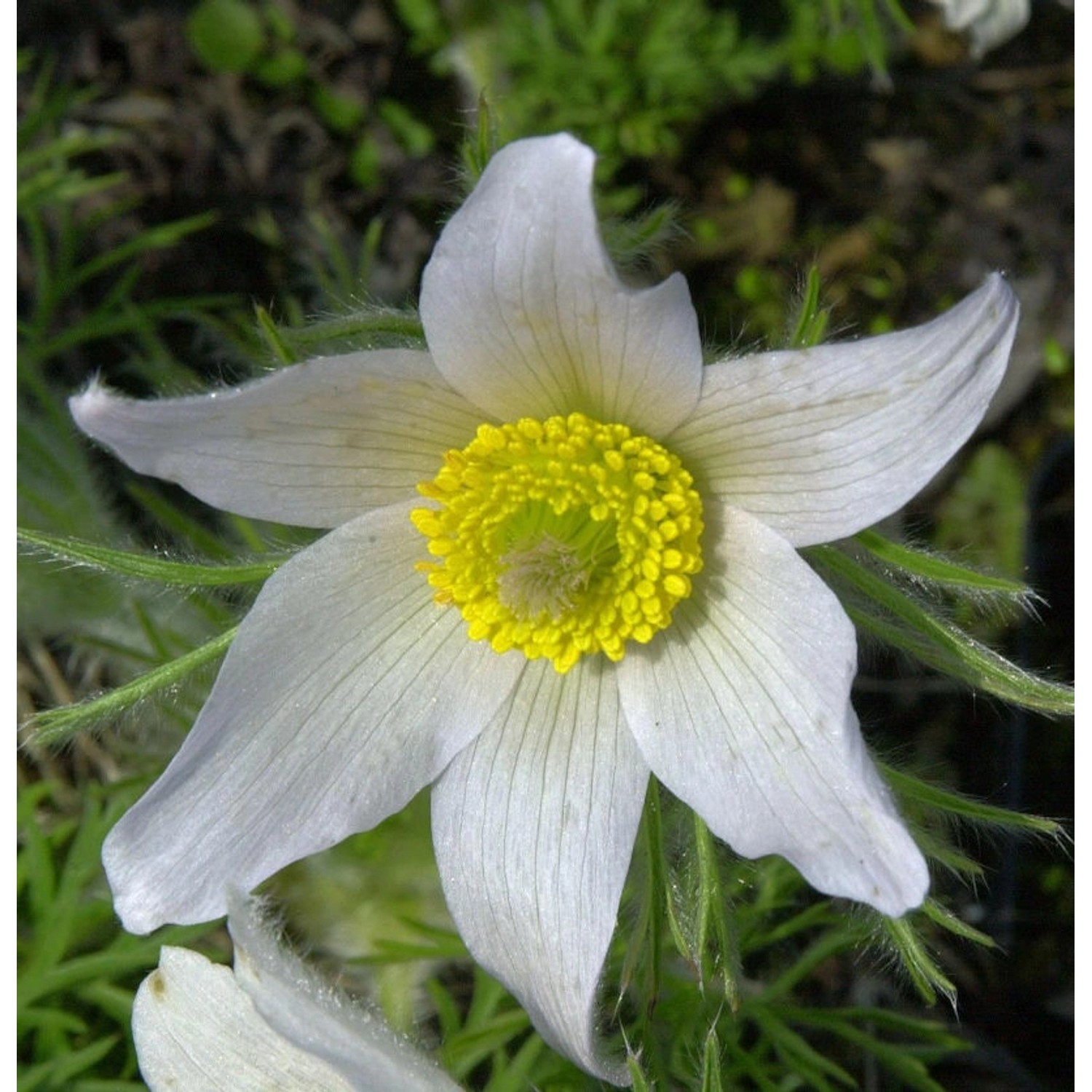 Küchenschelle Weißer Schwan - Pulsatilla vulgaris günstig online kaufen