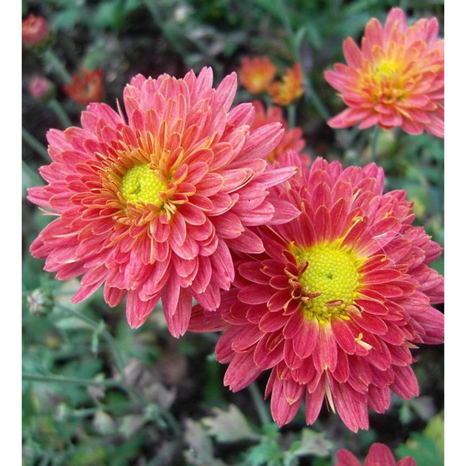 Winteraster Oury - Chrysanthemum hortorum günstig online kaufen