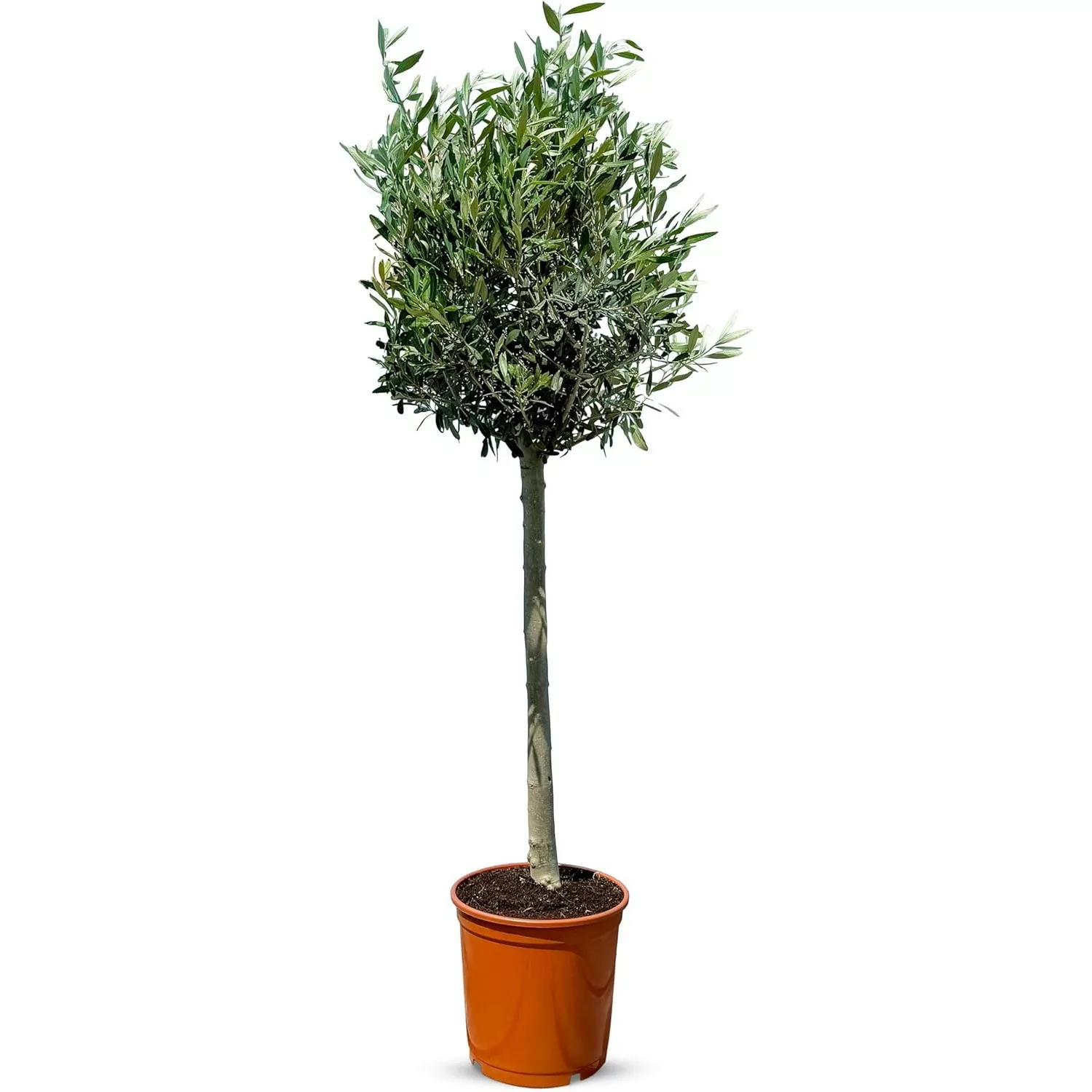 Sunny-Tree  Olivenbaum 8 Jahre alt 130 Zentimeter Hoch Olea Europea Winterh günstig online kaufen
