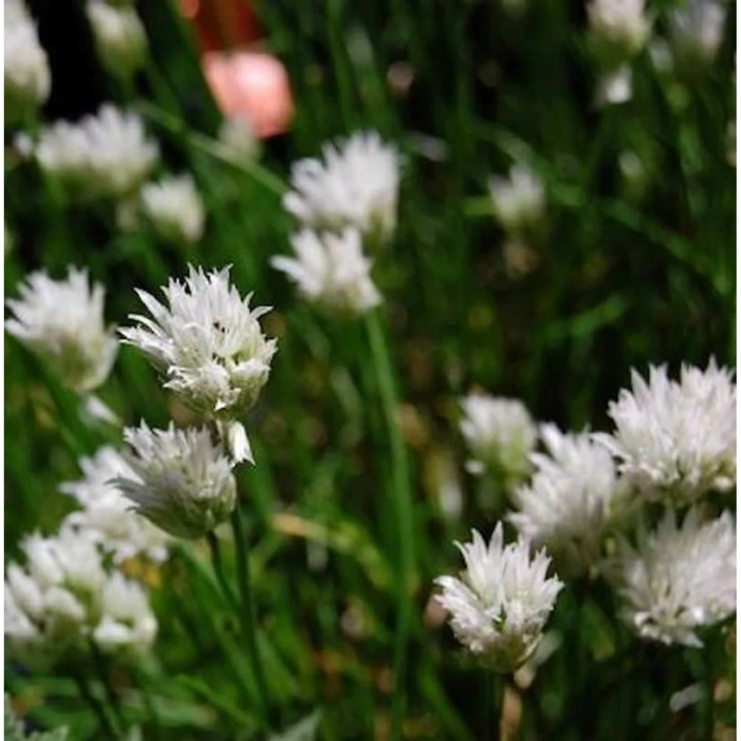 Schnittlauch Corsican White - Allium schoenoprasum günstig online kaufen