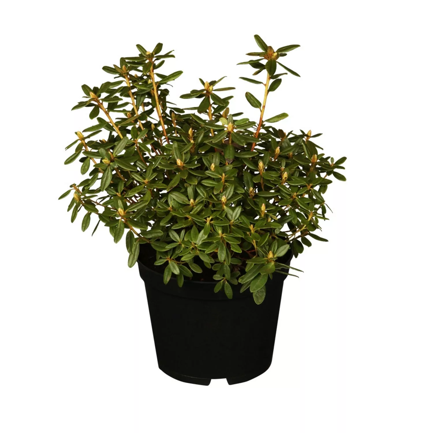 OBI Rhododendron Azurika Violett Höhe ca. 10 - 20 cm Topf ca. 2 l Rhododend günstig online kaufen