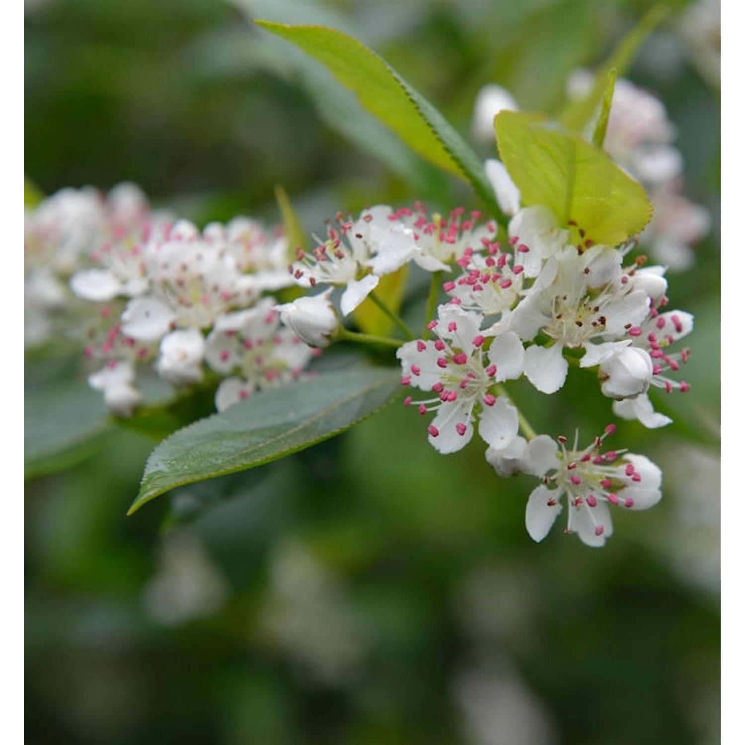 Apfelbeere 80-100cm - Aronia melanocarpa günstig online kaufen