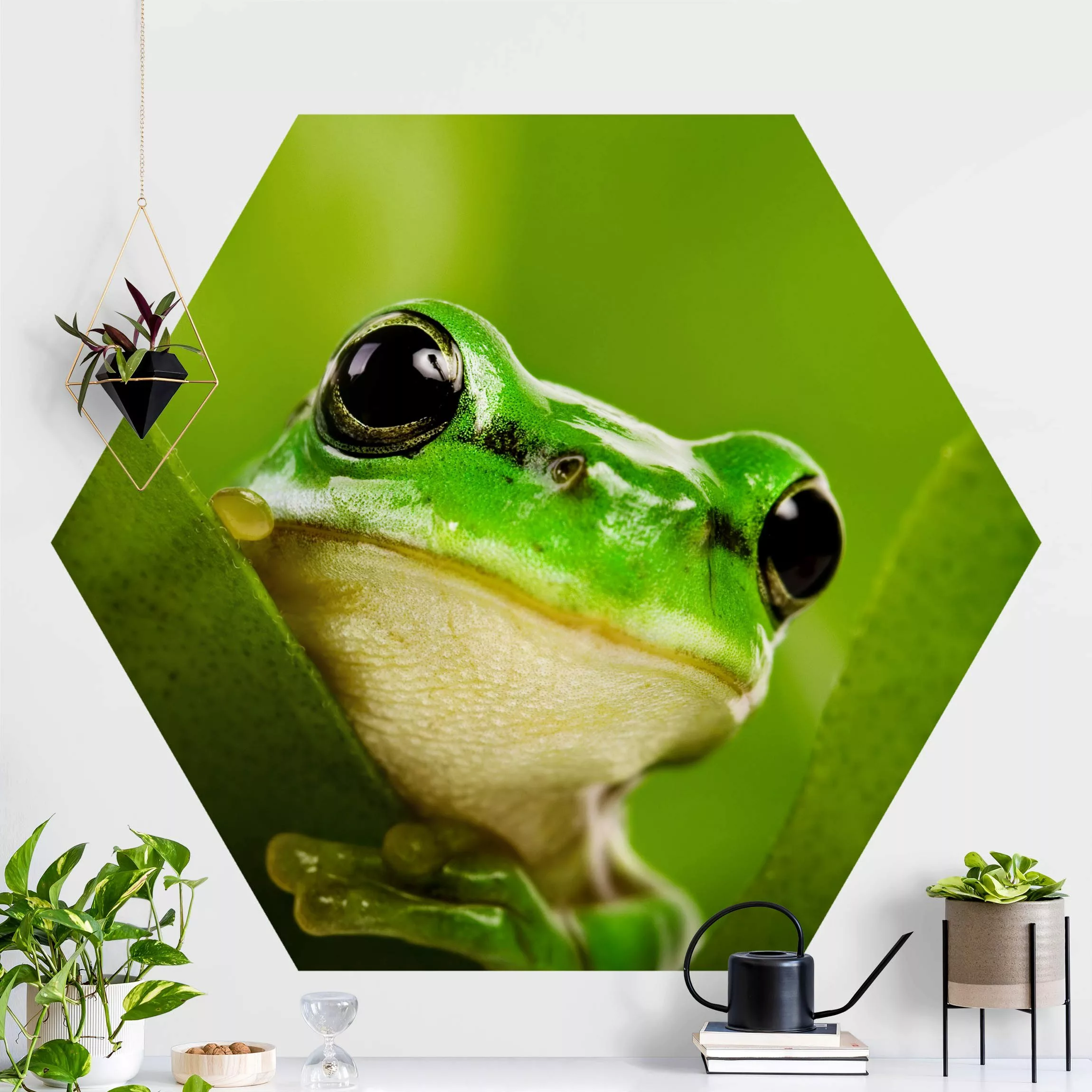 Hexagon Fototapete selbstklebend Wetterfrosch günstig online kaufen