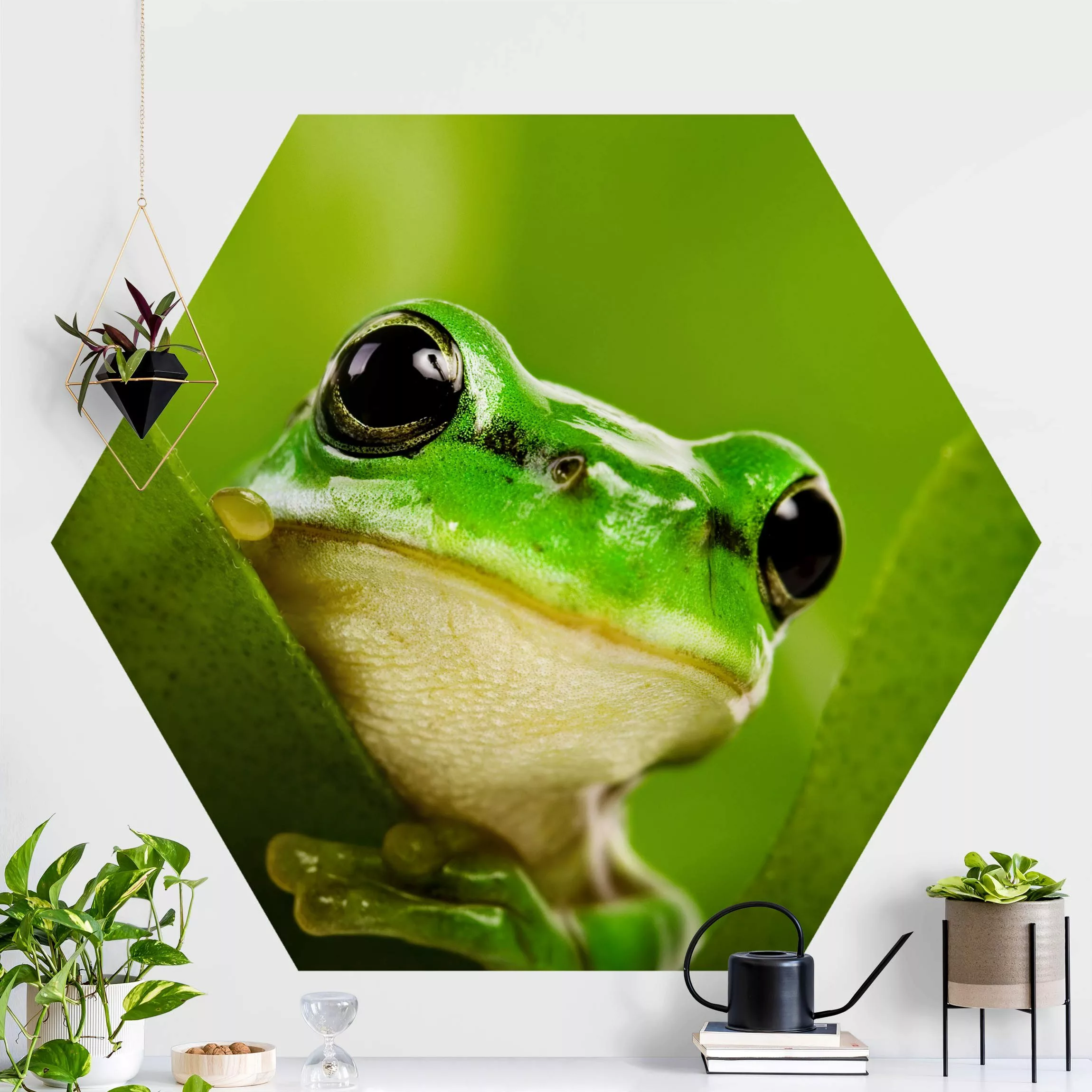 Hexagon Fototapete Wetterfrosch günstig online kaufen