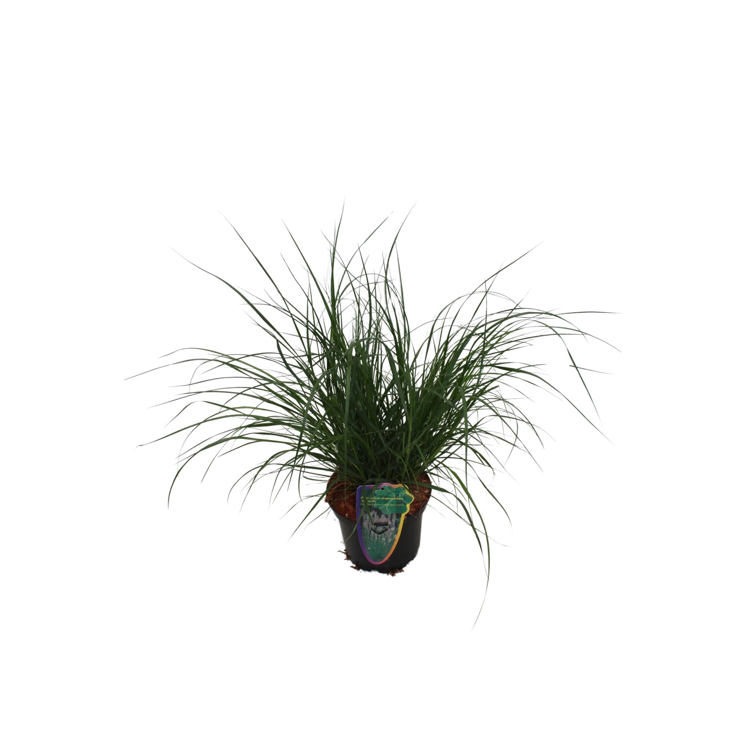 GROW by OBI Lampenputzergras Hameln Topf-Ø ca. 16 cm Penissetum günstig online kaufen