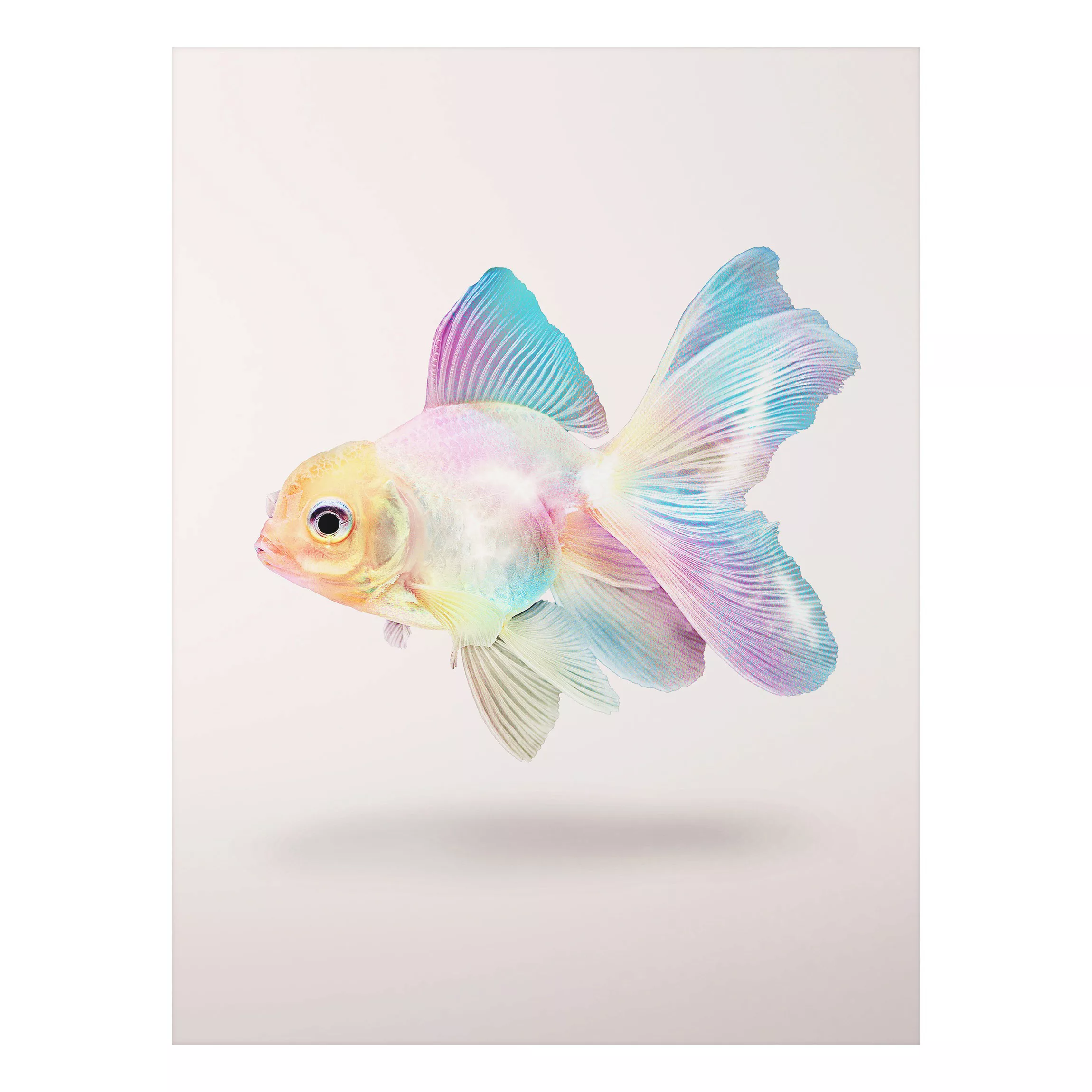 Alu-Dibond Bild Kunstdruck - Hochformat 3:4 Fisch in Pastell günstig online kaufen