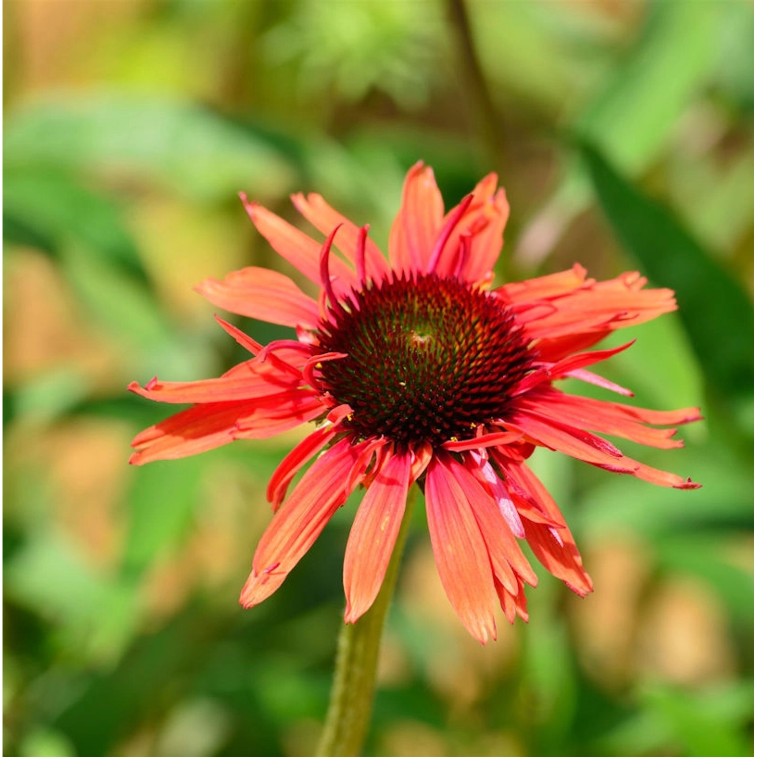 Sonnenhut Hot Lava - Echinacea purpurea günstig online kaufen