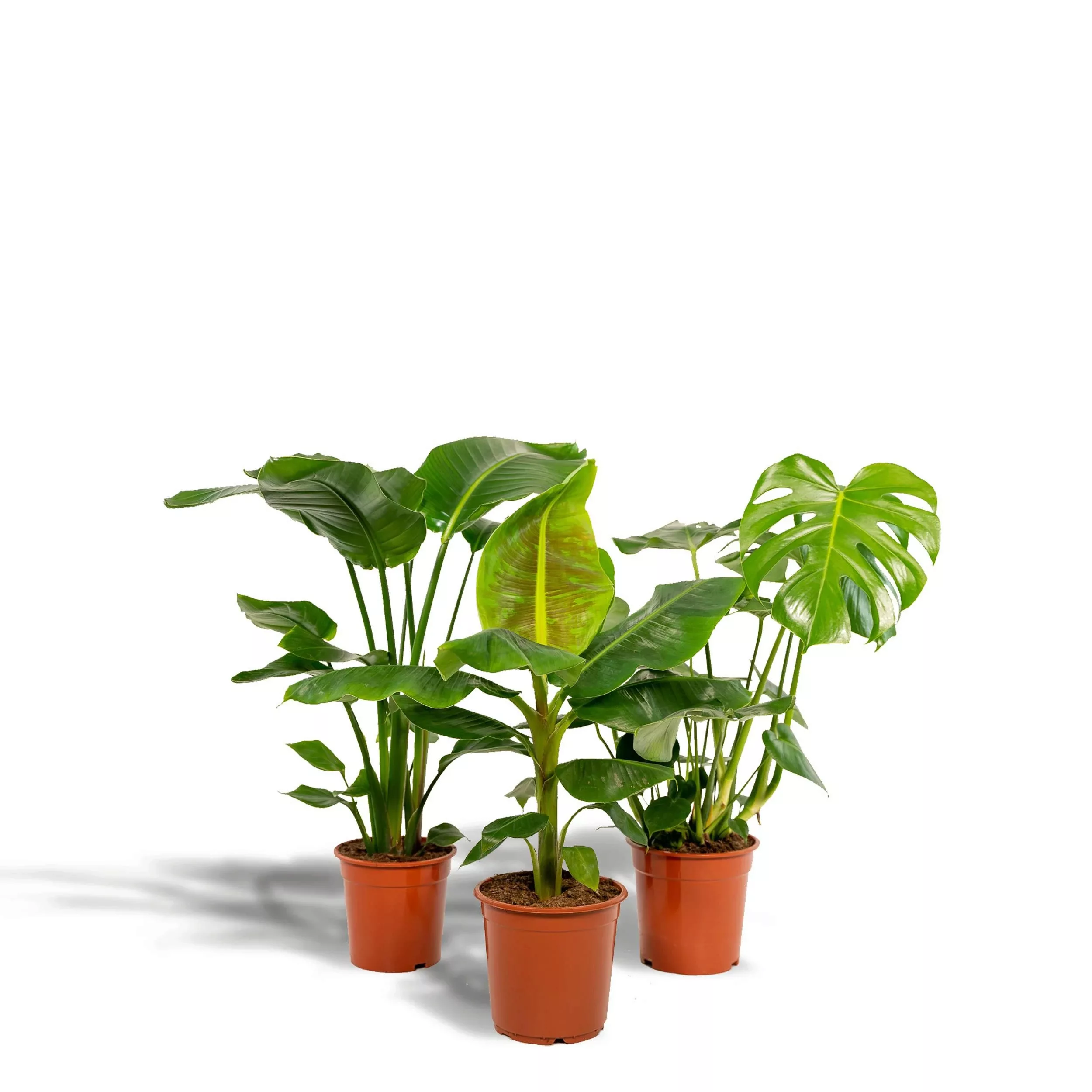 Hello Plants | Set mit 3 Zimmerpflanzen Monstera, Bananenpflanze und Streli günstig online kaufen