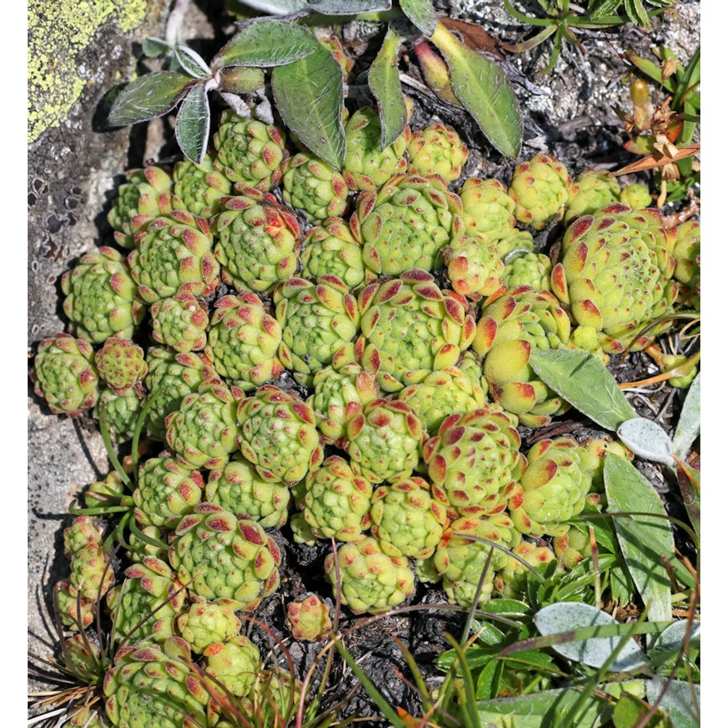 Dachwurz Mondschein - Sempervivum cultorum günstig online kaufen