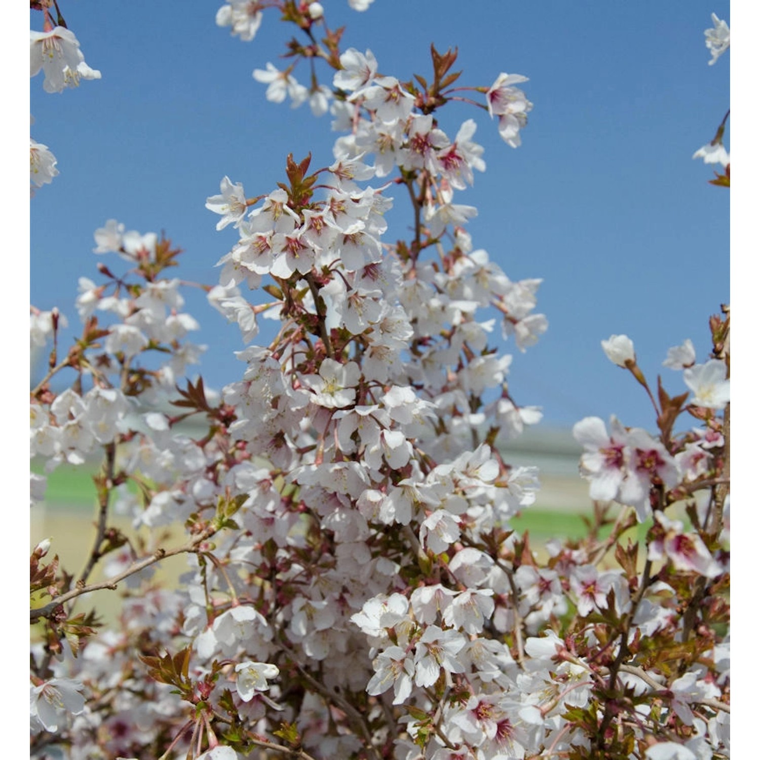 Hochstamm Geschlitzte Kirsche The Bride 100-125cm - Prunus incisa günstig online kaufen