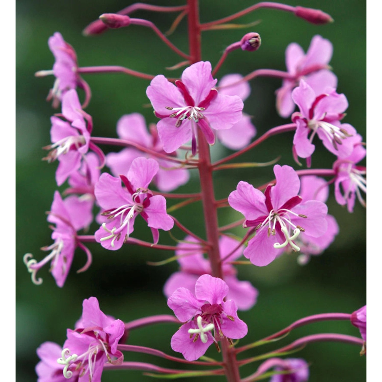 Weidenröschen Stahl Rose - Epilobium angustifolium günstig online kaufen