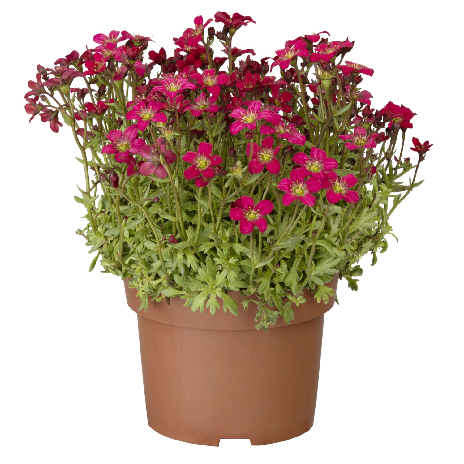 Moossteinbrech Rot Topf-Ø ca. 13 cm Saxifraga arendsii günstig online kaufen