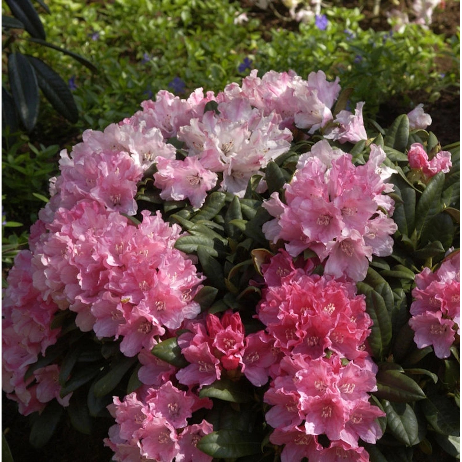 Rhododendron Colibri 40-50cm - Alpenrose günstig online kaufen