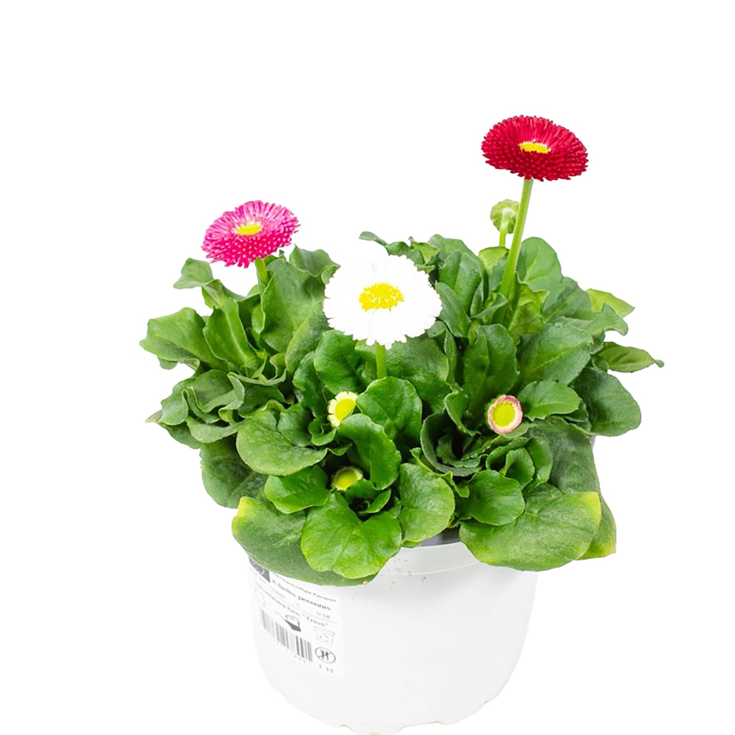 GROW by OBI Gänseblümchen Trio ca. 10 - 20 cm Bellis perennis günstig online kaufen