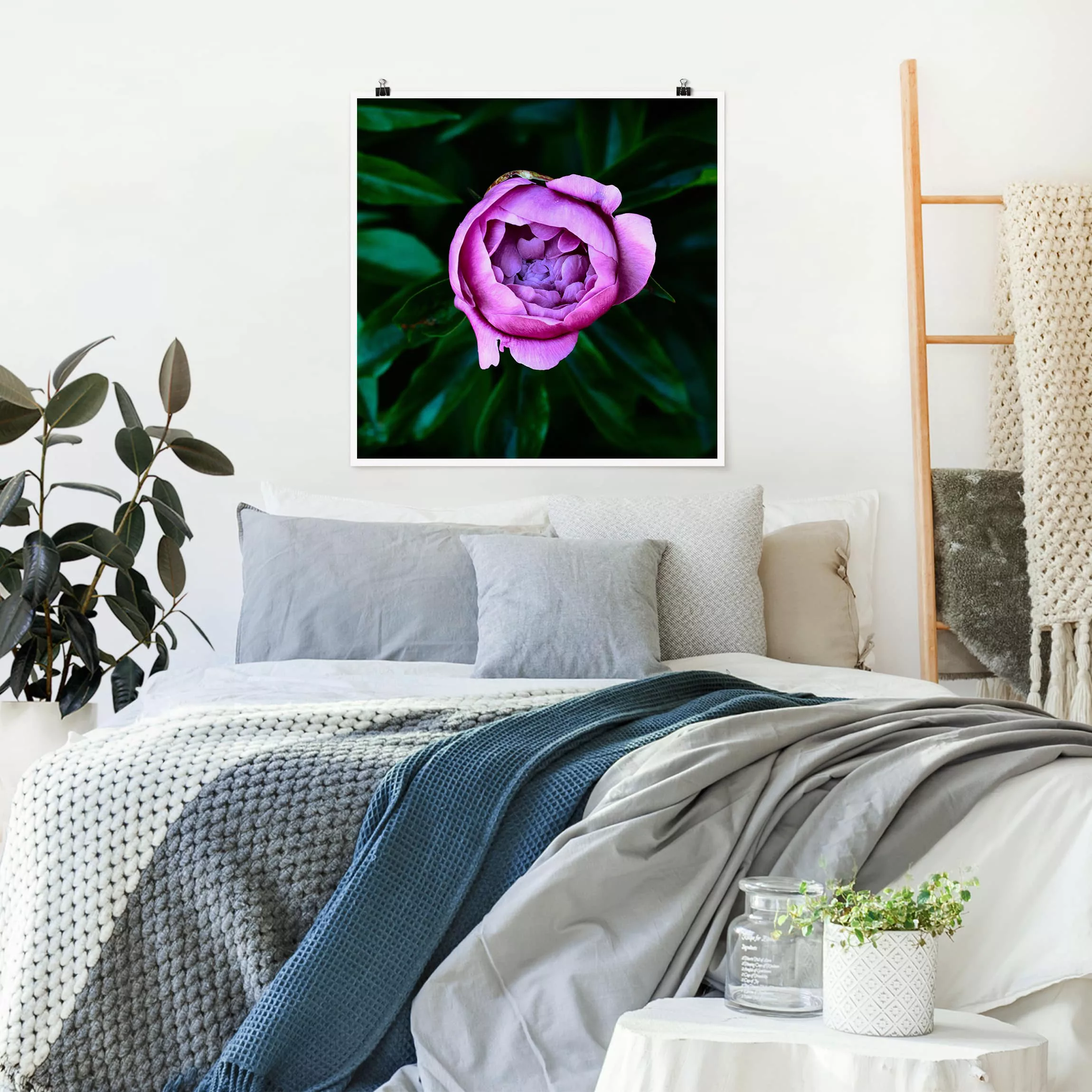 Poster Blumen - Quadrat Lila Pfingstrosenblüte vor Blättern günstig online kaufen