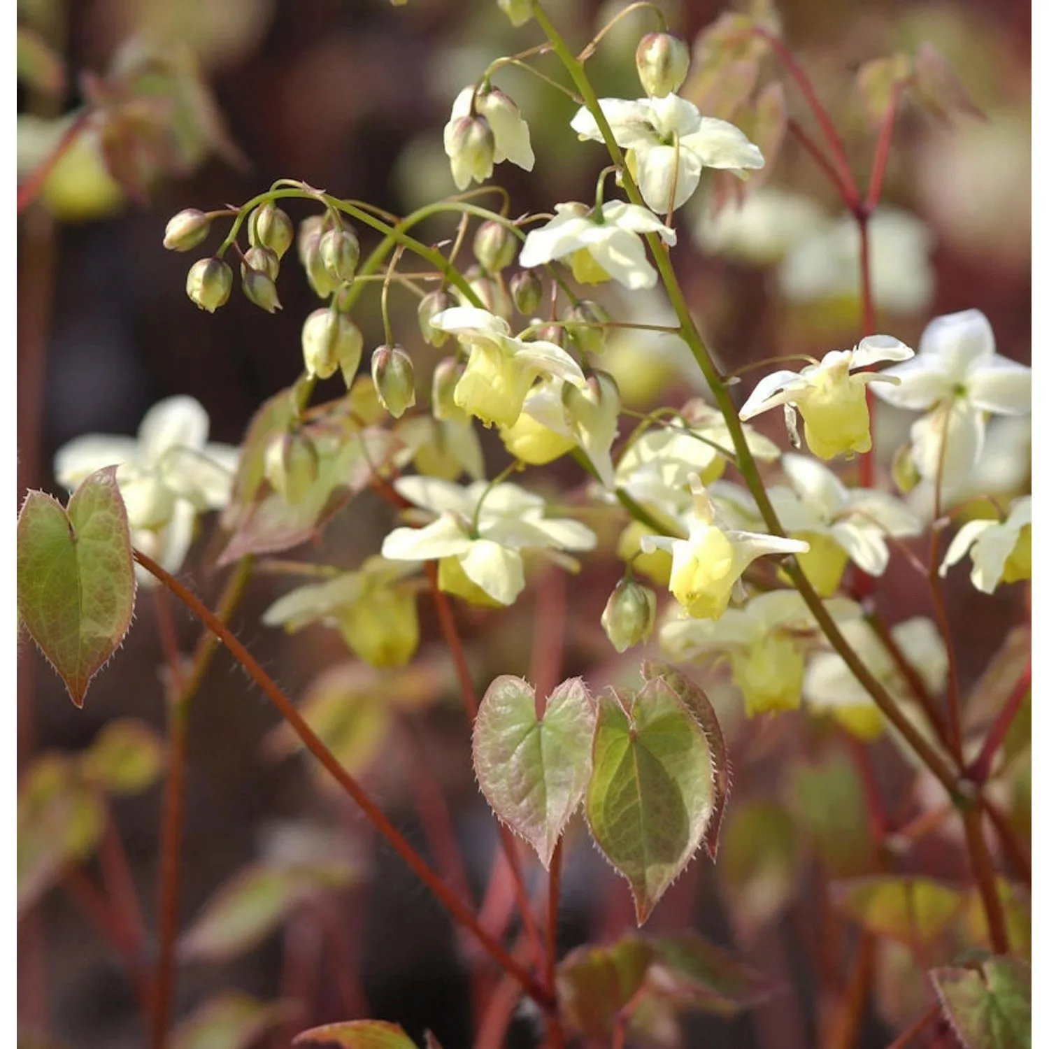 Schwefelfarbige Elfenblume - Epimedium versicolor günstig online kaufen