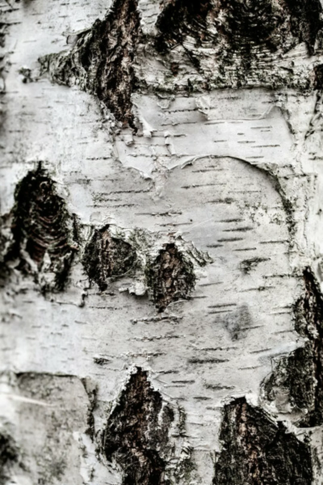 Poster / Leinwandbild - Birch Tree 2 günstig online kaufen