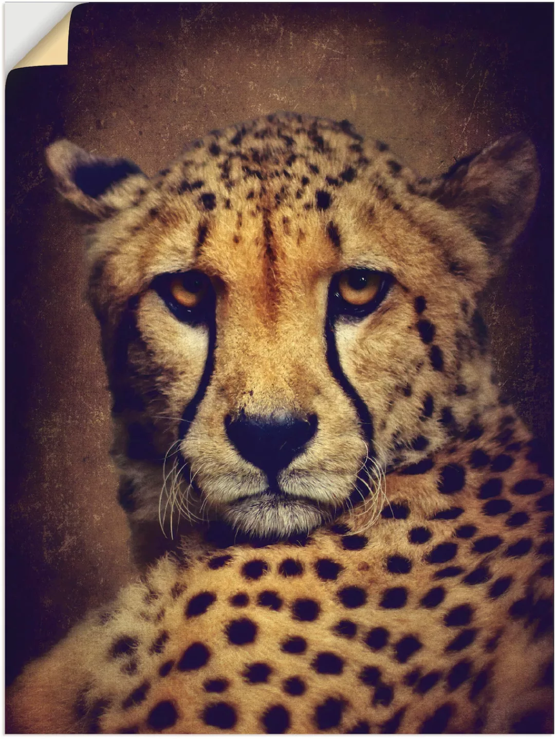 Artland Wandbild »Gepard«, Wildtiere, (1 St.), als Leinwandbild, Wandaufkle günstig online kaufen
