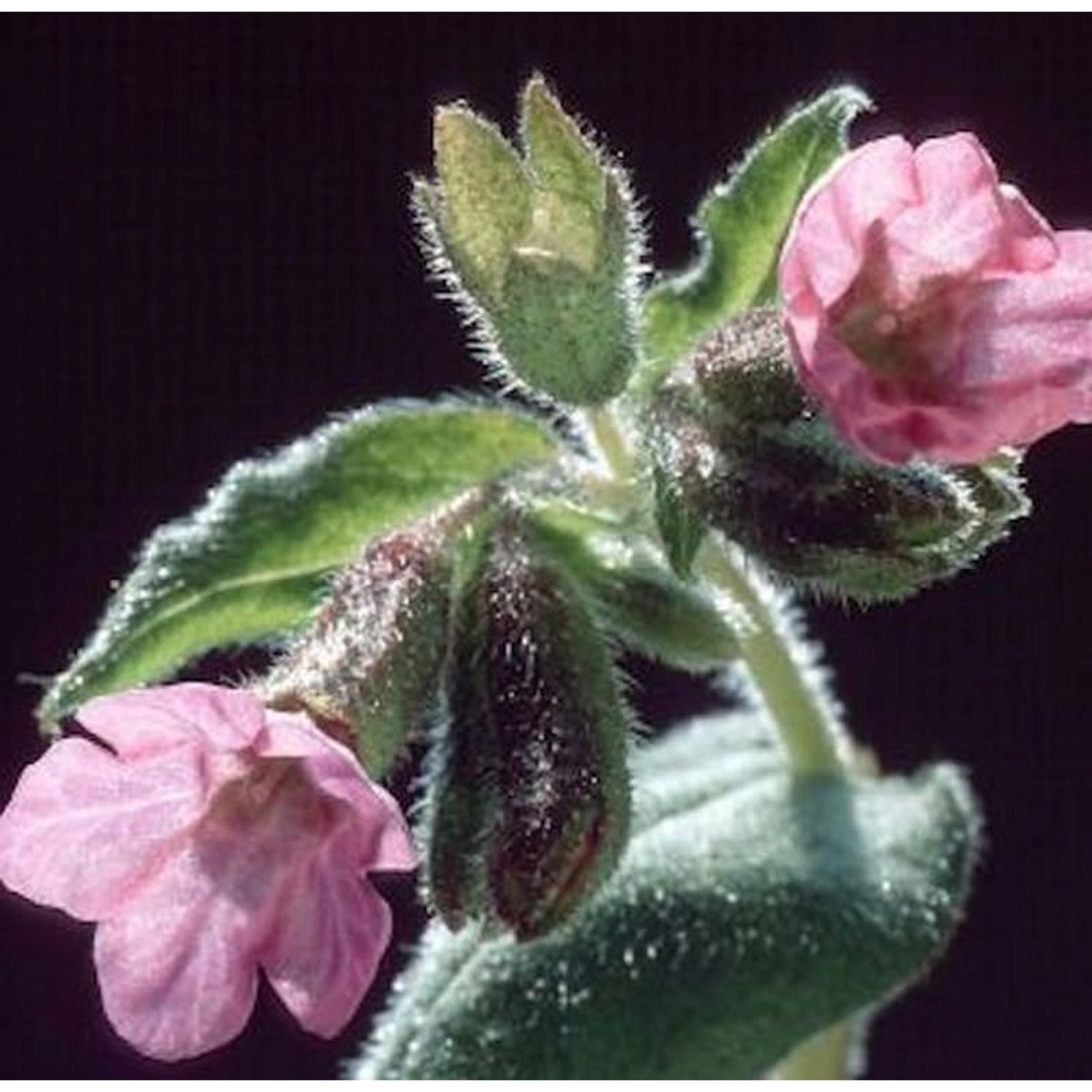 Echtes Lungenkraut Dora Bielefeld - Pulmonaria officinalis günstig online kaufen