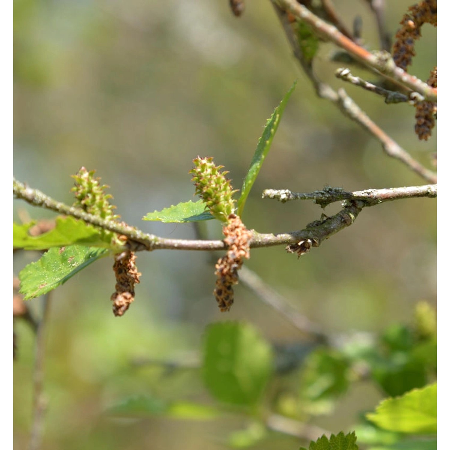 Strauchbirke 40-60cm - Betula humilis günstig online kaufen