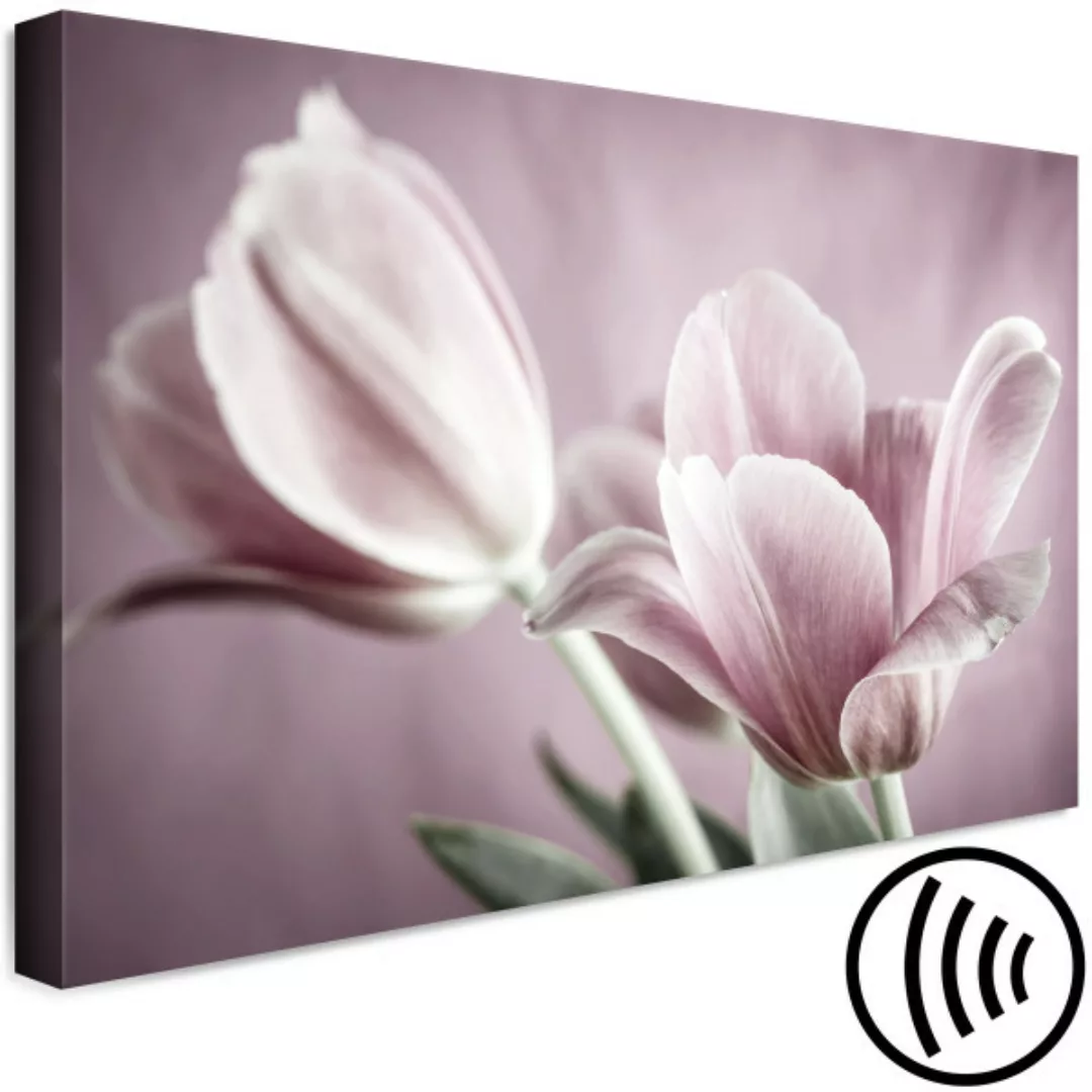 Bild auf Leinwand Pink Tulips (1 Part) Wide XXL günstig online kaufen