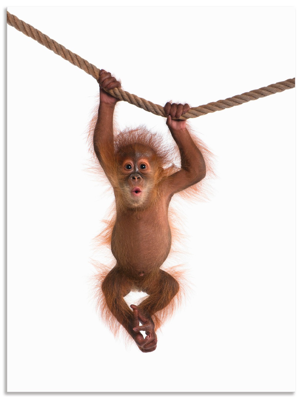 Artland Wandbild "Baby Orang Utan hängt an Seil II", Wildtiere, (1 St.), al günstig online kaufen