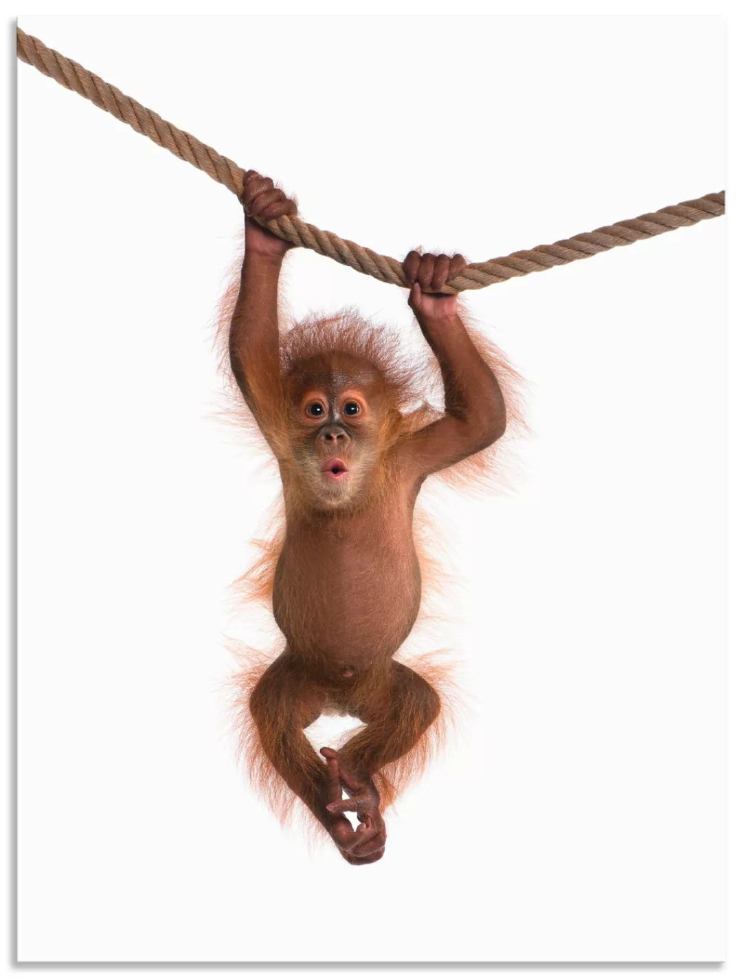 Artland Wandbild "Baby Orang Utan hängt an Seil II", Wildtiere, (1 St.), al günstig online kaufen