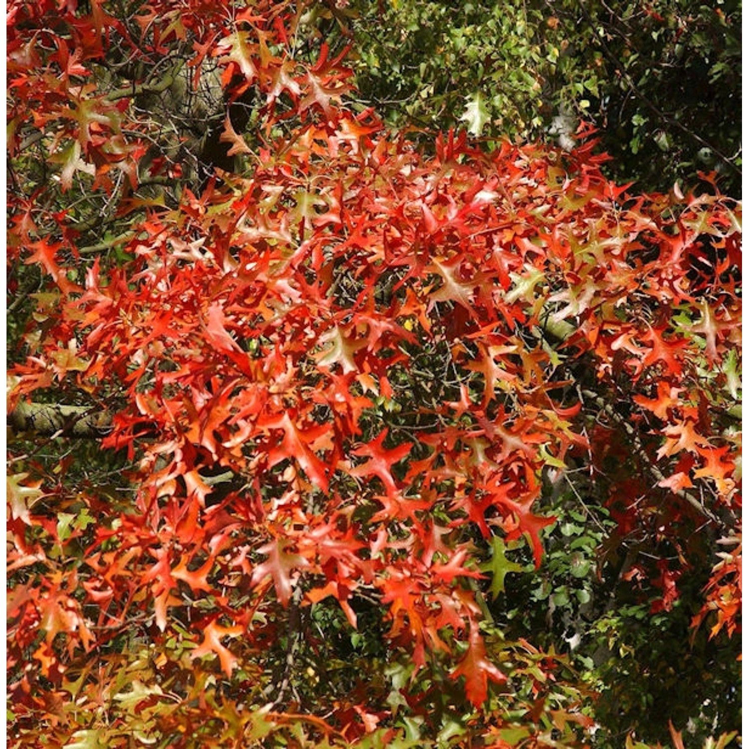 Rot Rindige Eiche Haaren 40-60cm - Quercus rubra günstig online kaufen