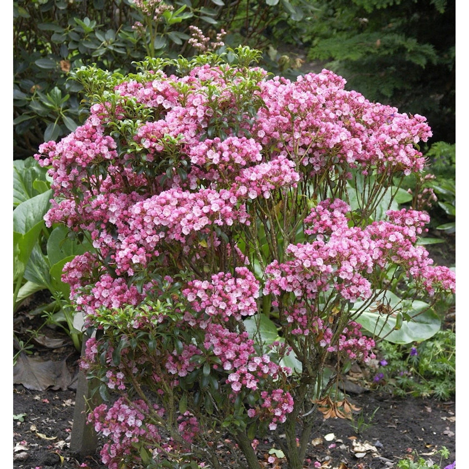 Großer Berglorbeer Little Linda 30-40cm - Kalmia latifolia günstig online kaufen