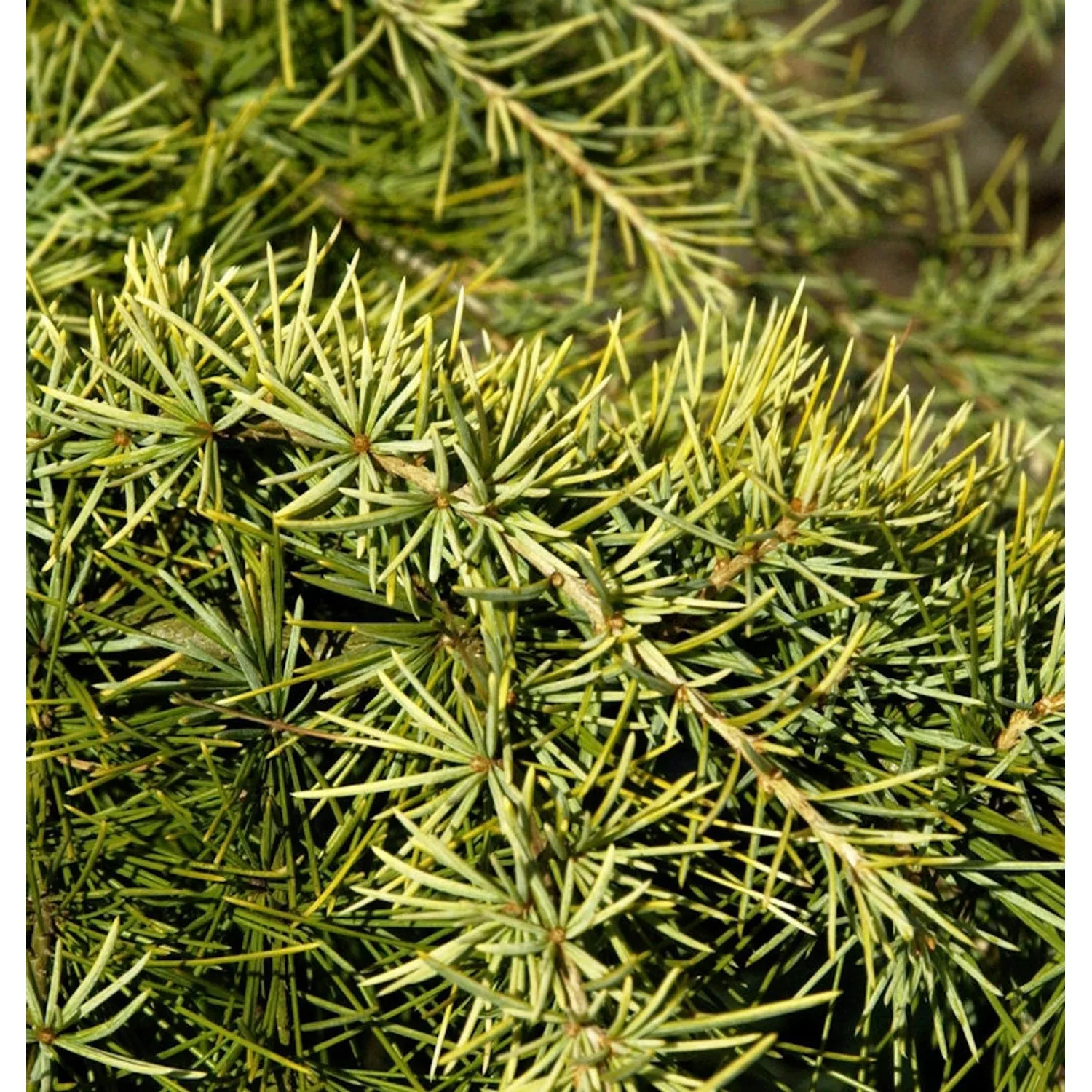 Himalaya Zeder Golden Horizon 60-80cm - Cedrus deodara günstig online kaufen