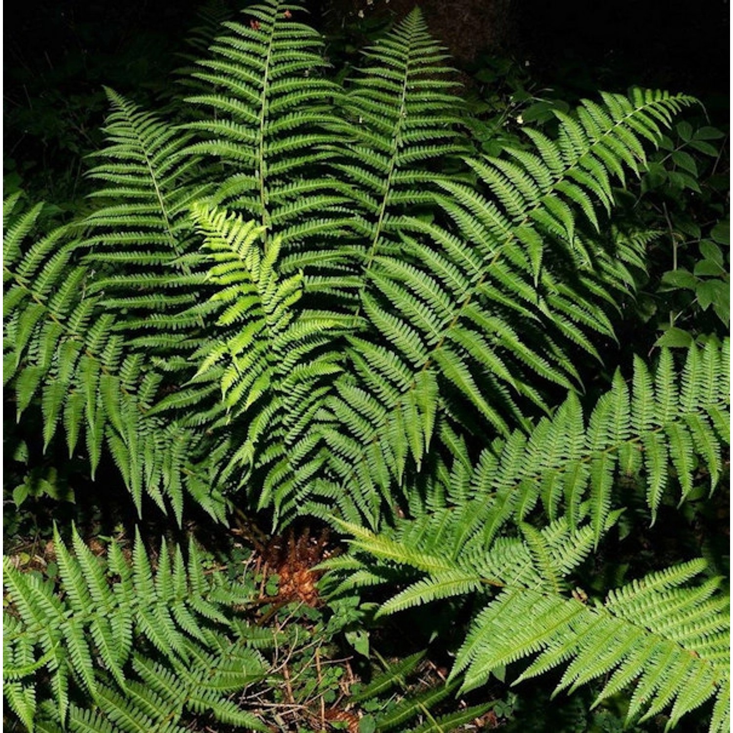 Echter Wurmfarn - Dryopteris filix mas günstig online kaufen