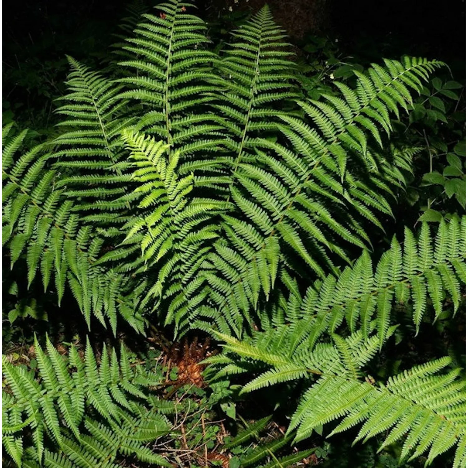 Echter Wurmfarn - Dryopteris filix mas günstig online kaufen