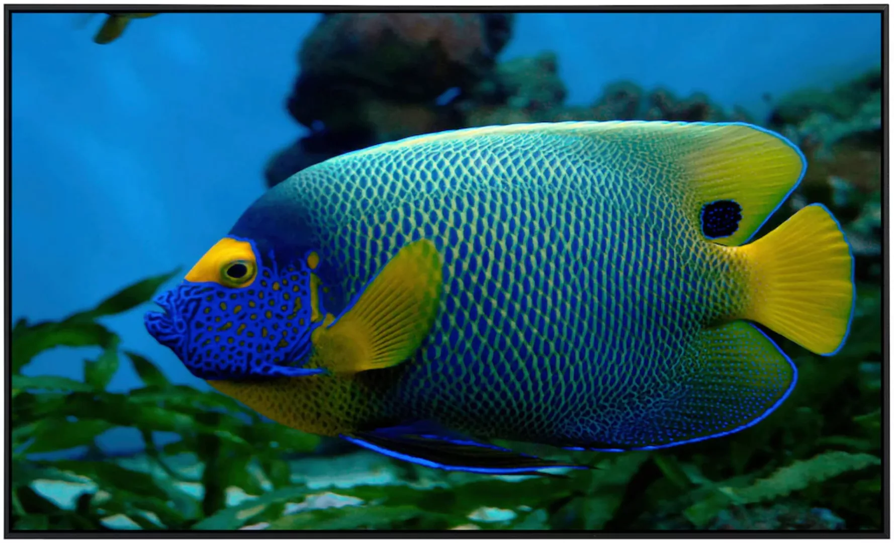 Papermoon Infrarotheizung »Fisch«, sehr angenehme Strahlungswärme günstig online kaufen
