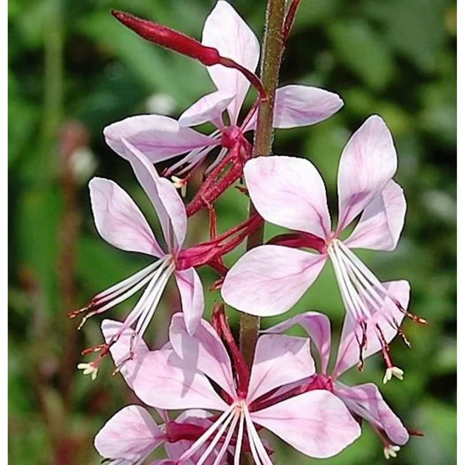 Prachtkerze Summer Breeze - Gaura lindheimeri günstig online kaufen