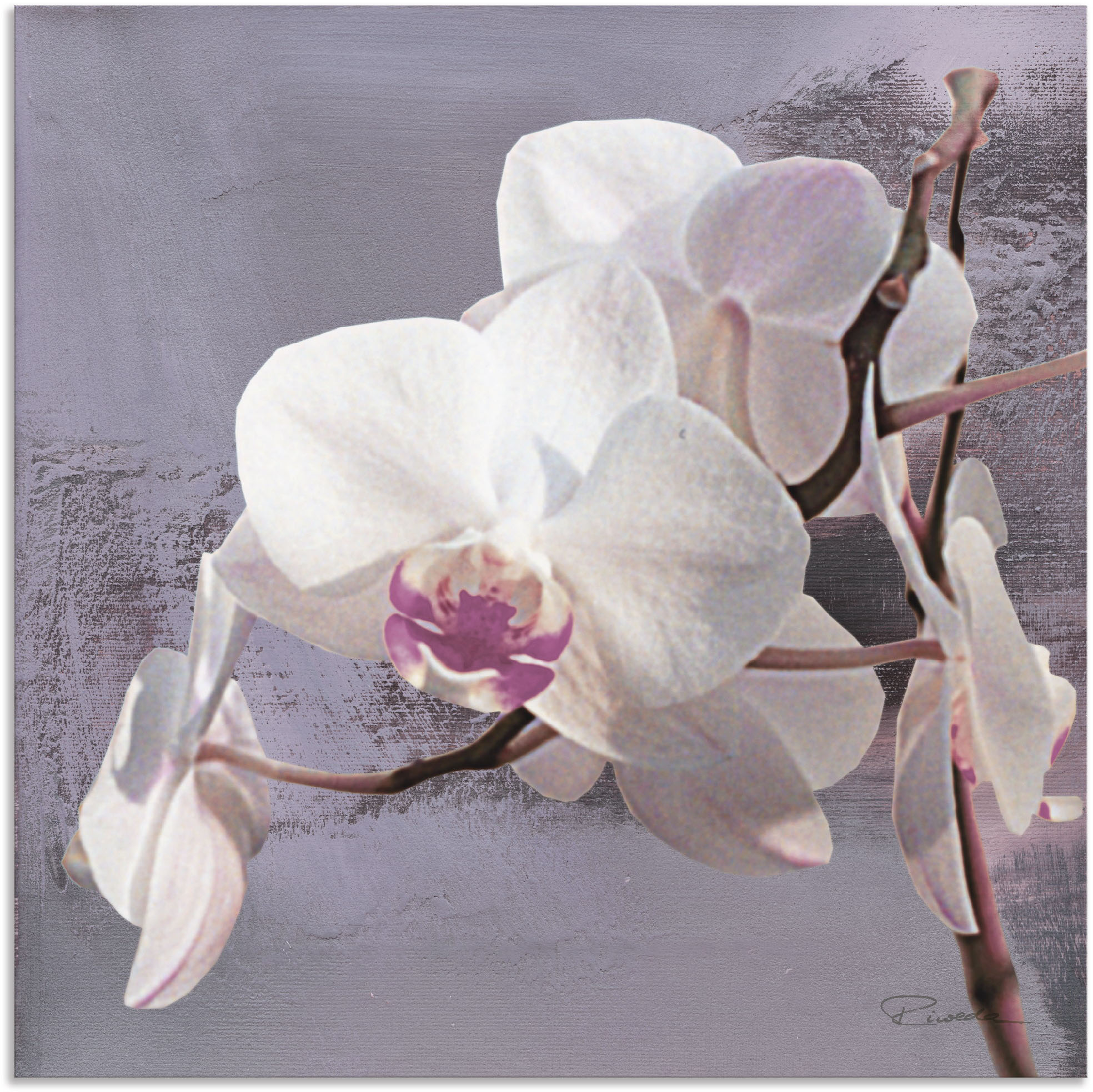 Artland Wandbild »Orchideen vor Violett I«, Blumen, (1 St.), als Alubild, O günstig online kaufen