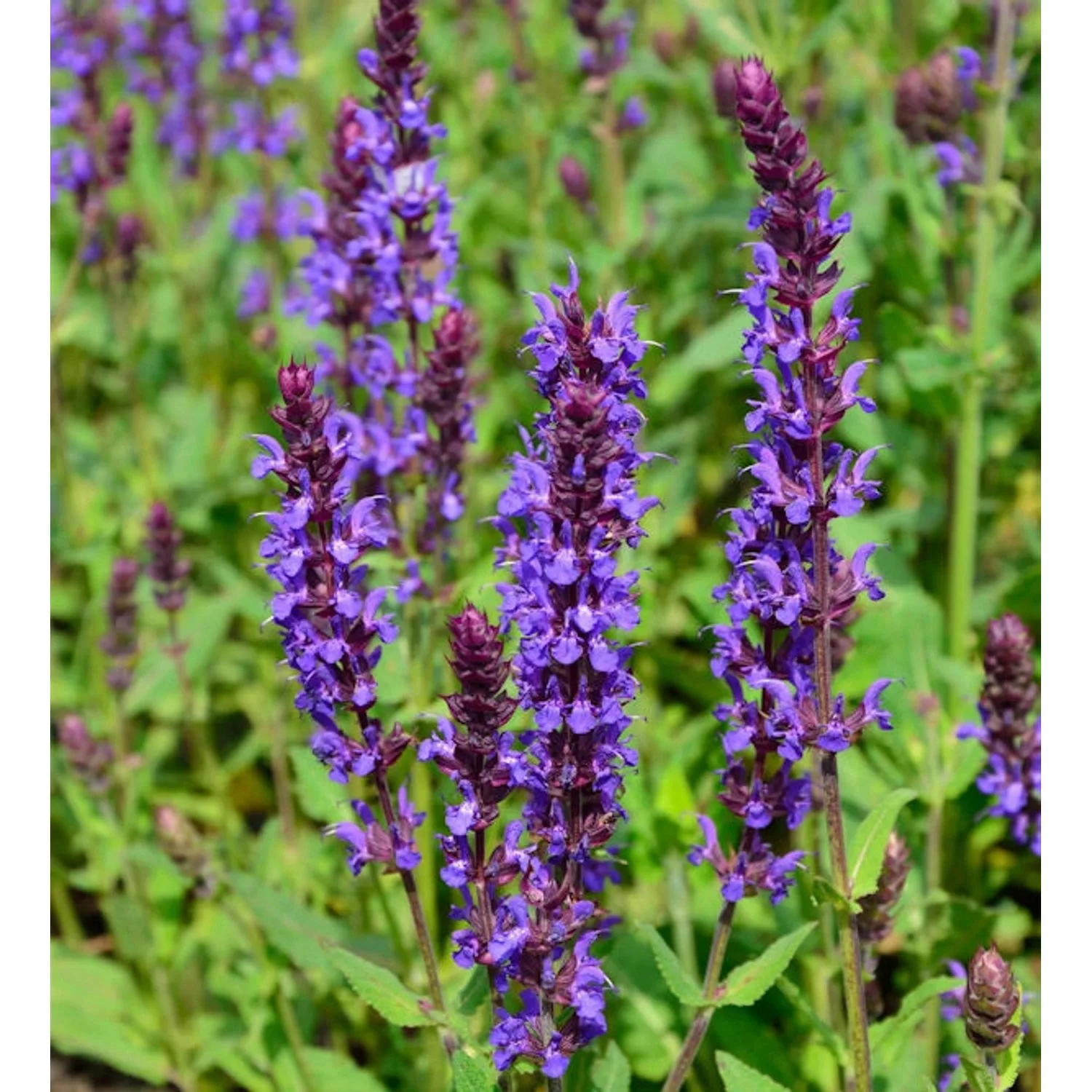 Salbei Wesuwe - Salvia nemorosa günstig online kaufen