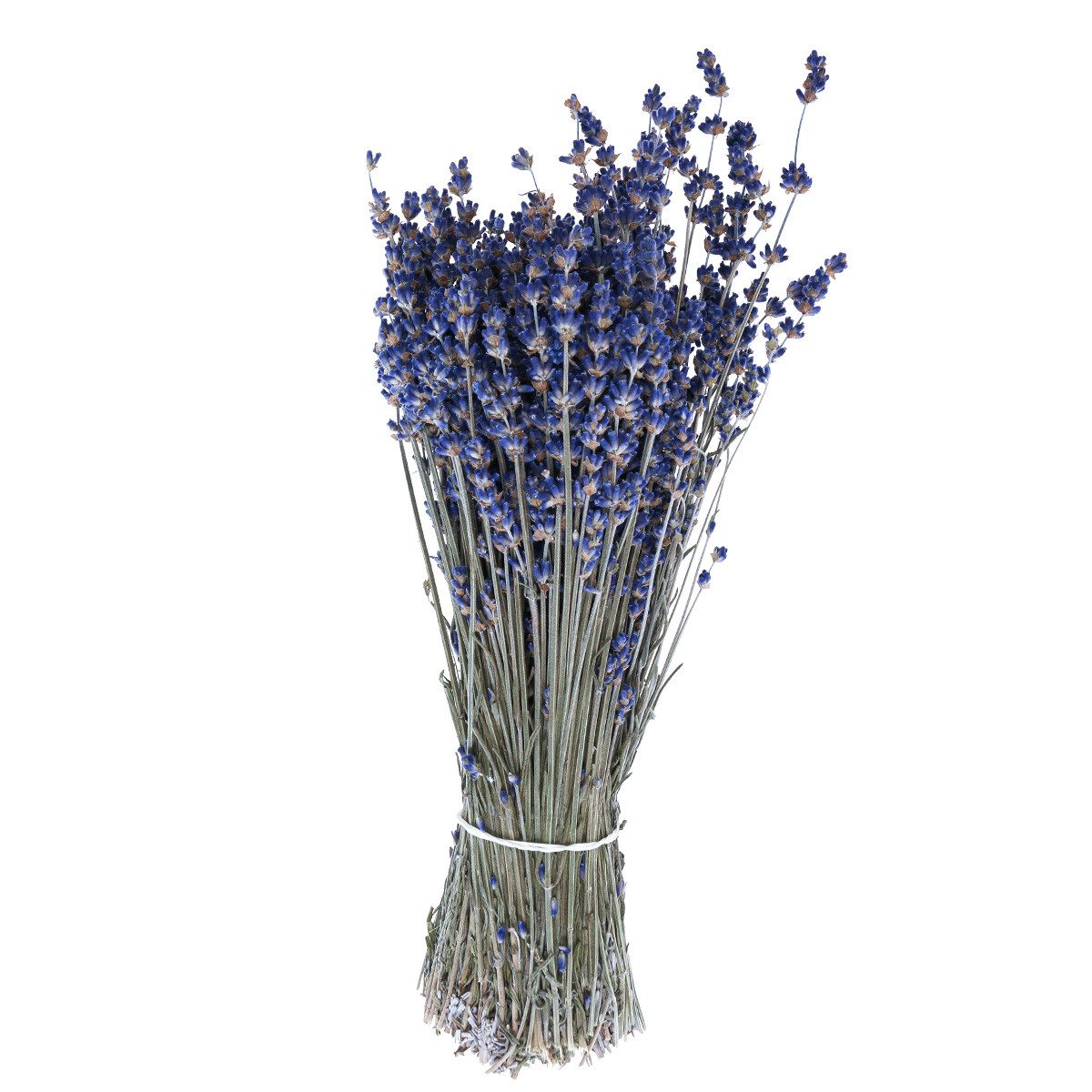 Trockenblume Getrockneter Lavendel Deko Blumen 25cm günstig online kaufen