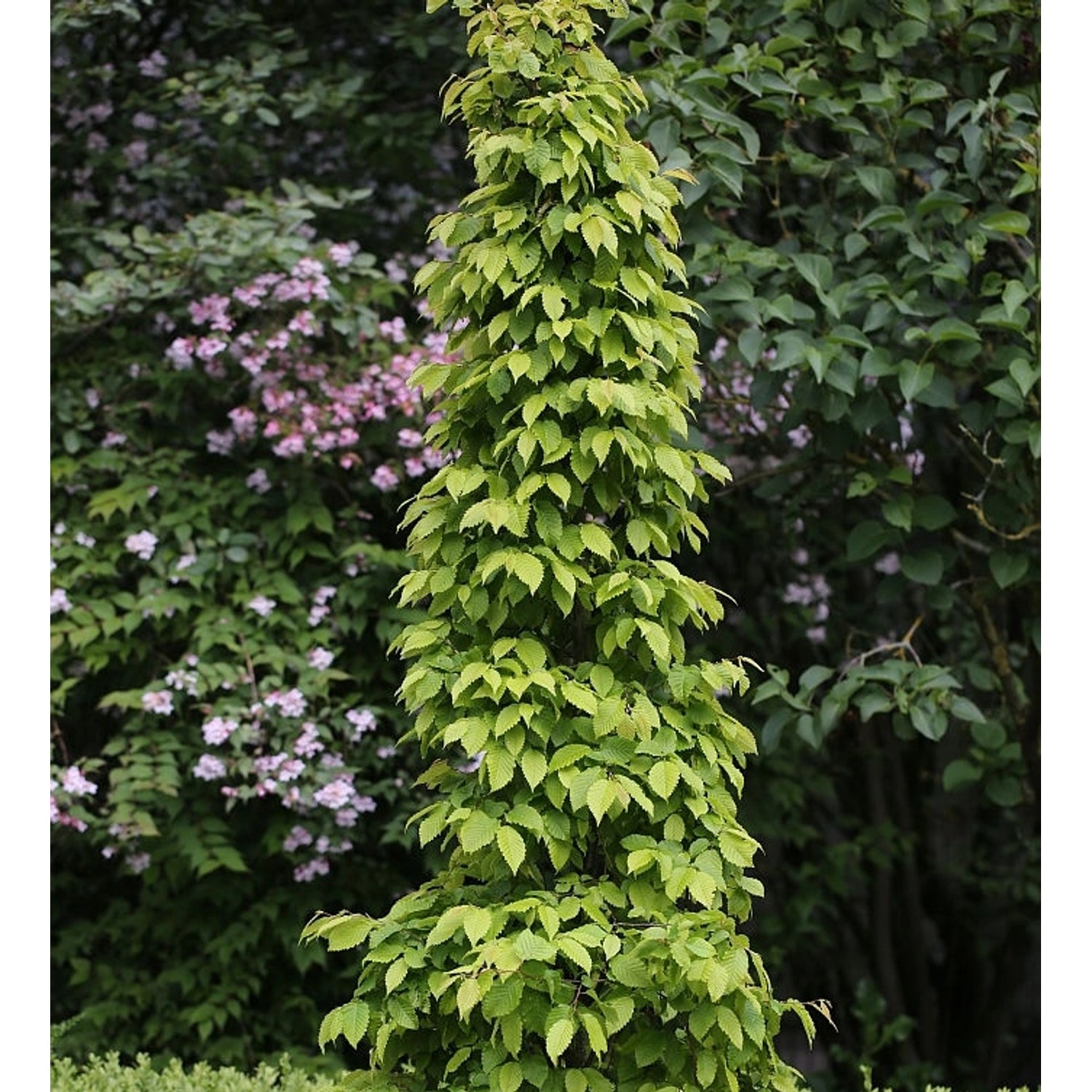 Hainbuche Lucas 80-100cm - Carpinus betulus günstig online kaufen