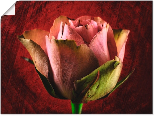Artland Poster »Rosa Rose«, Blumen, (1 St.), als Leinwandbild, Wandaufklebe günstig online kaufen