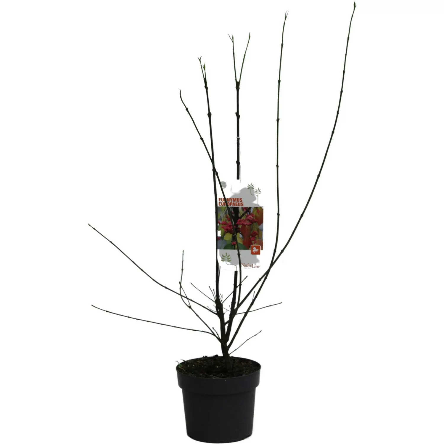 Gewöhnlicher Spindelstrauch Höhe ca. 40 - 60 cm Topf ca. 3 l Euonymus europ günstig online kaufen