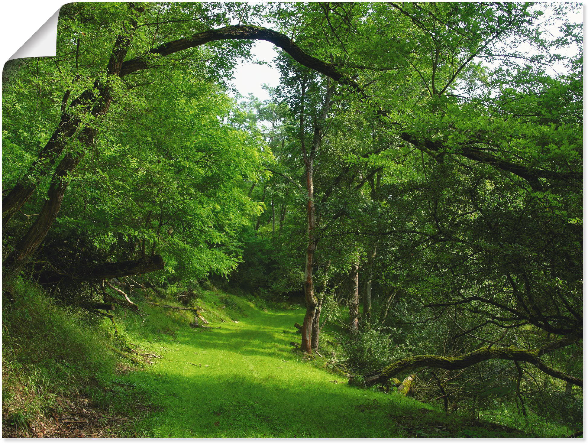 Artland Wandbild "Grüner Weg durch den Wald", Wald, (1 St.), als Leinwandbi günstig online kaufen