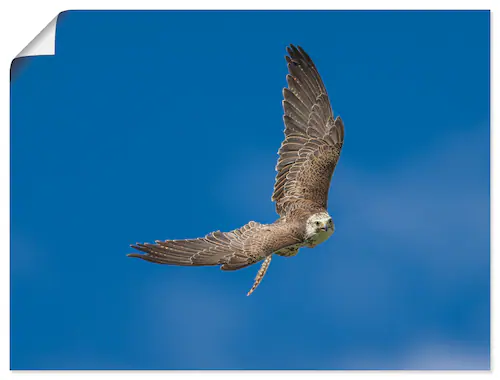 Artland Wandbild "Der Falke", Vögel, (1 St.), als Leinwandbild, Poster in v günstig online kaufen