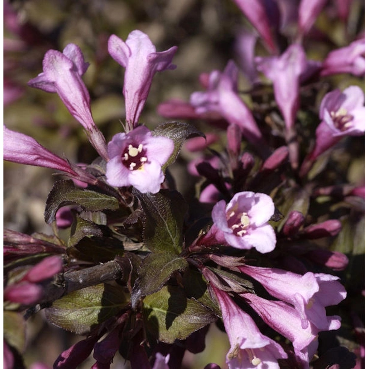 Purpurweigelie 60-80cm - Weigela florida günstig online kaufen