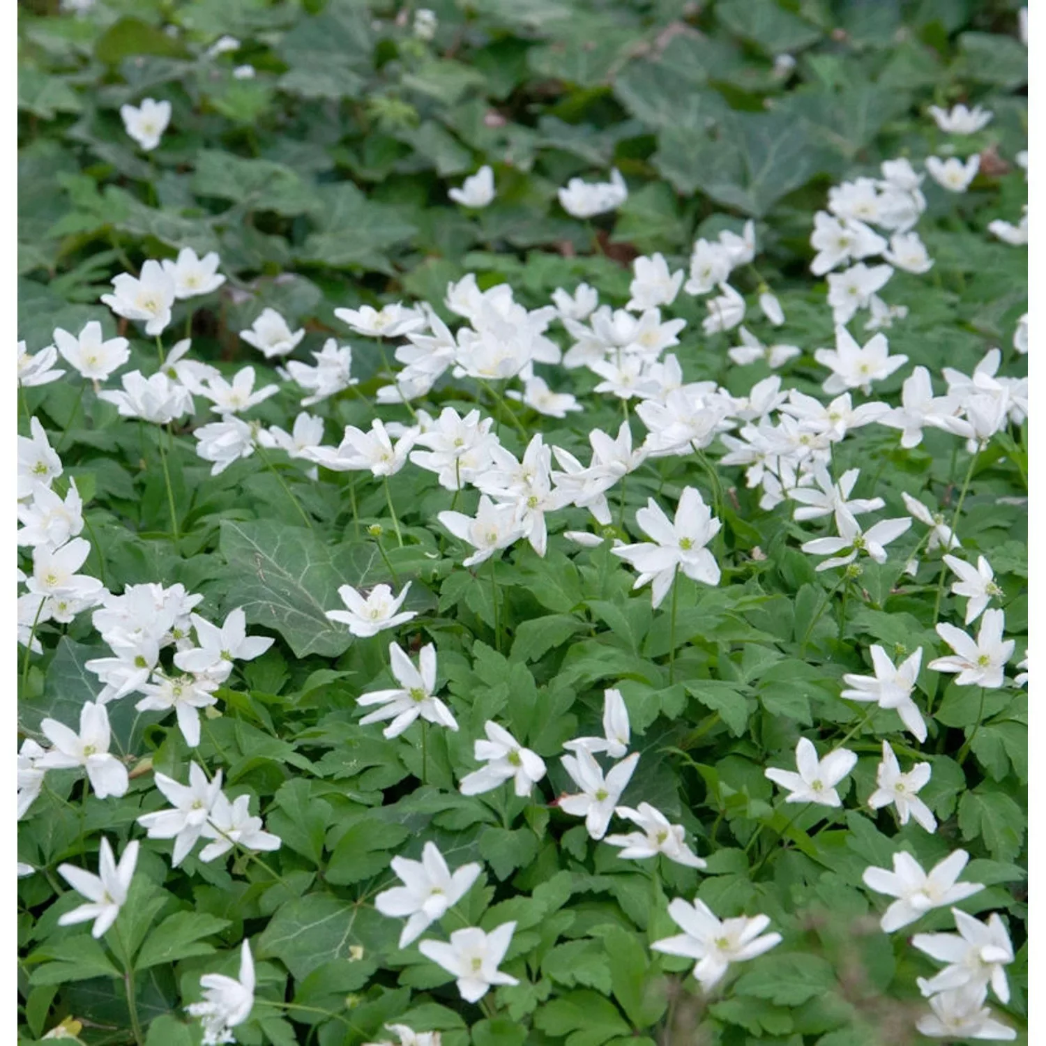 Dreiblatt Windröschen - Anemone trifolia günstig online kaufen