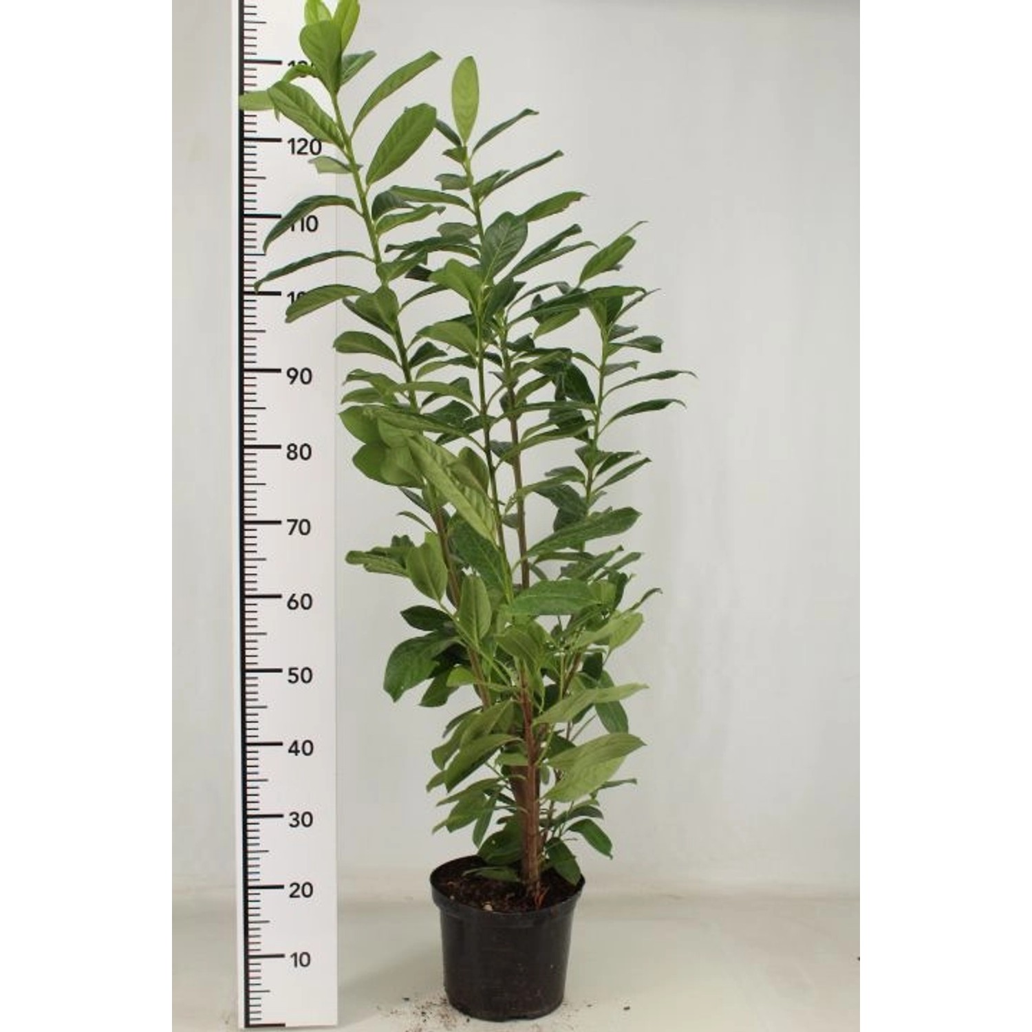 20 x Kirschlorbeer, Prunus laurocerasus Novita (Höhe: 100-120 cm), 20 Hecke günstig online kaufen