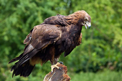 Papermoon Fototapete »GOLDENER ADLER-STEINADLER HIGHLAND SCHOTTLAND VOGEL« günstig online kaufen