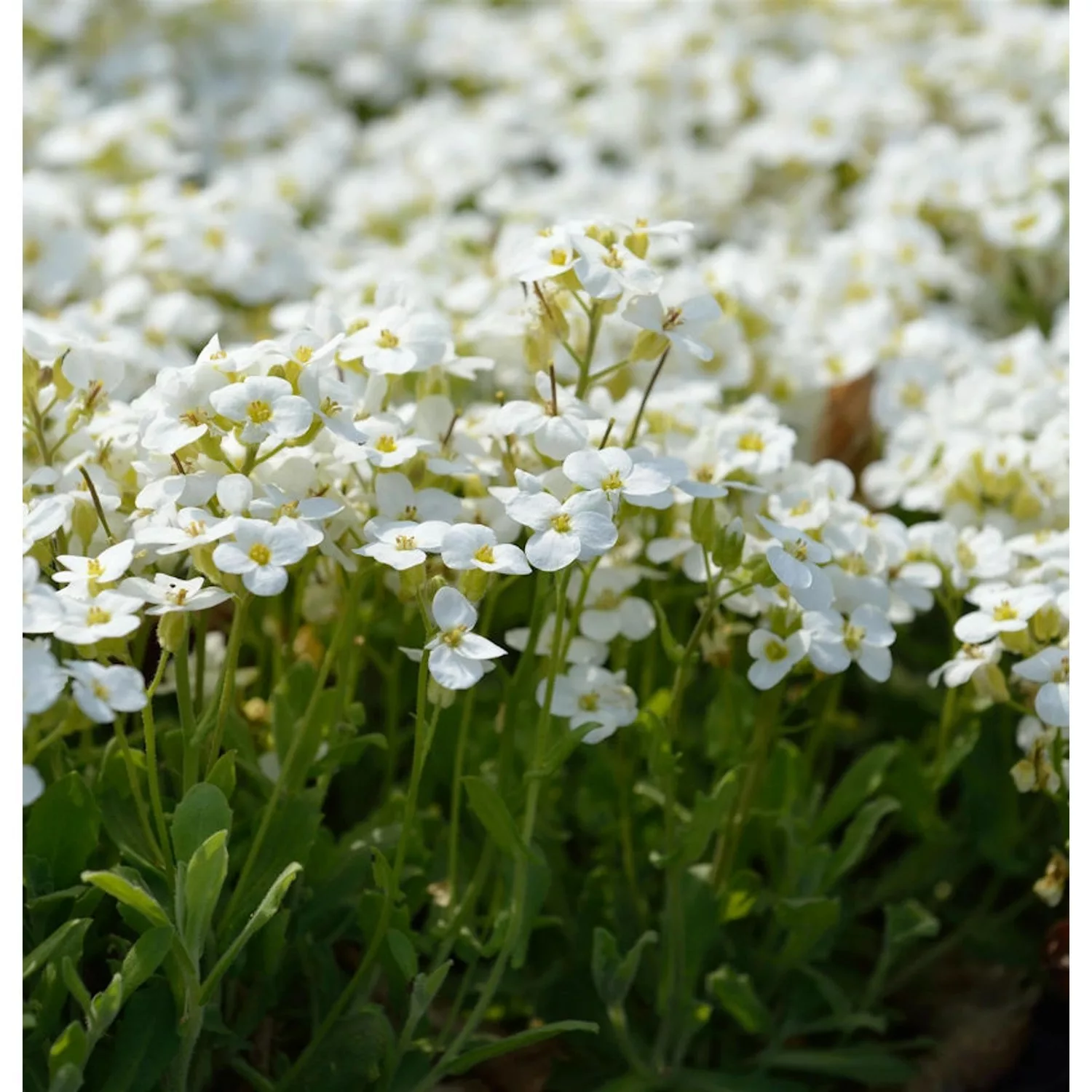 Gänsekresse Schneeball - Arabis caucasica günstig online kaufen