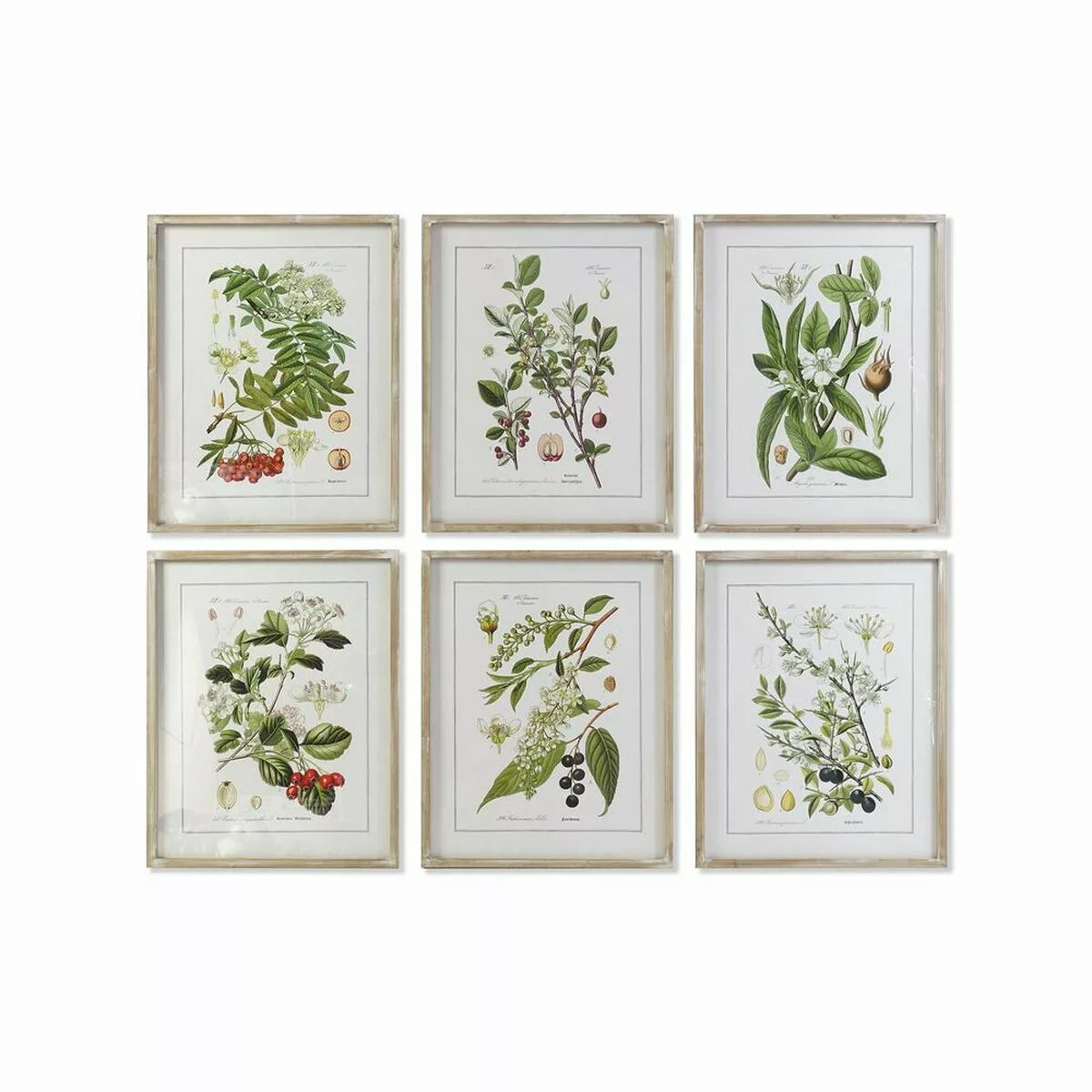 Bild Dkd Home Decor Botanische Pflanzen (55 X 2 X 70 Cm) (6 Stück) günstig online kaufen