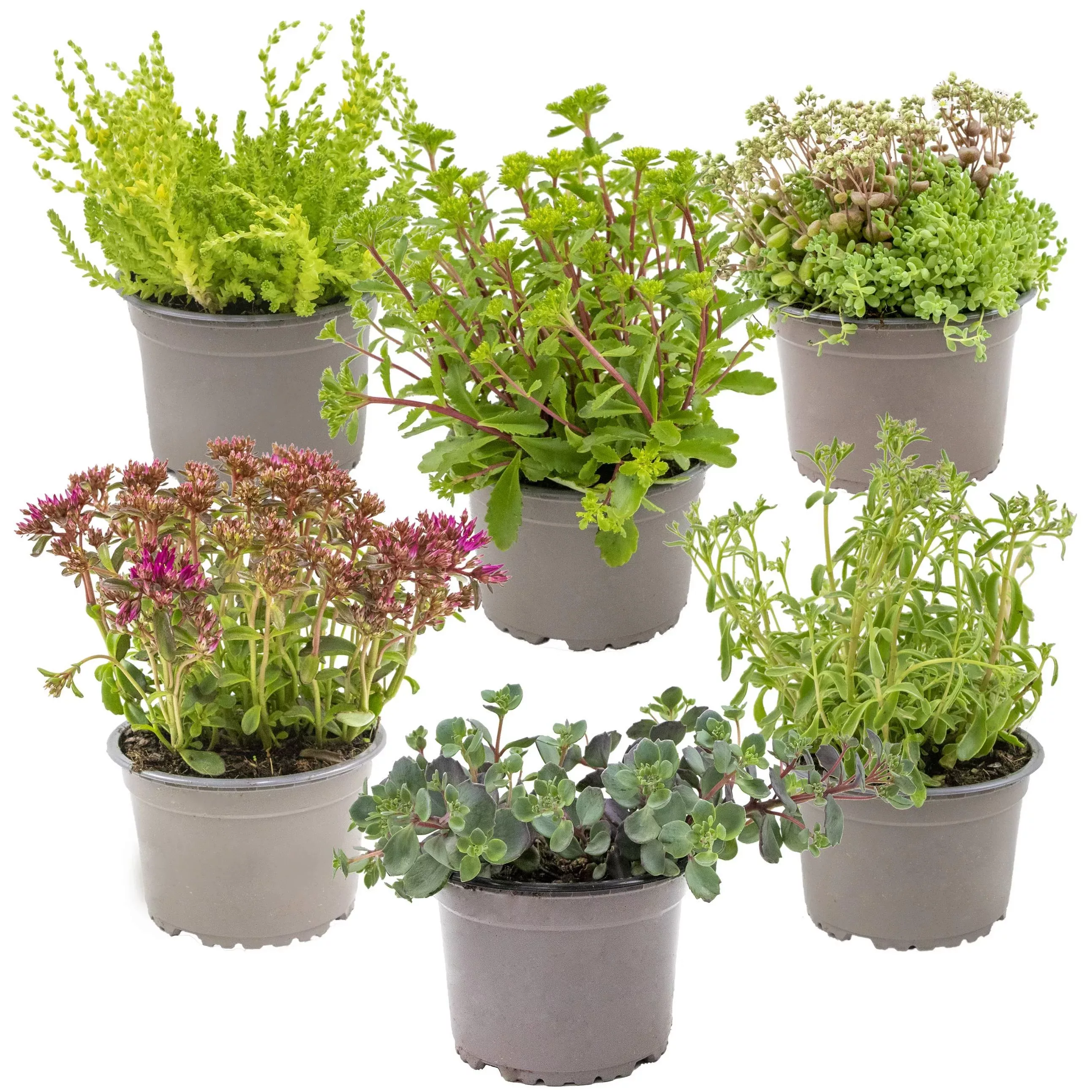 Casa Caron | Set mit 6 Rockplants-Mix günstig online kaufen